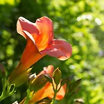 Turisticna Kmetija Stanfel Agroturismo