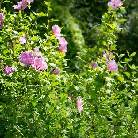 Turisticna Kmetija Stanfel