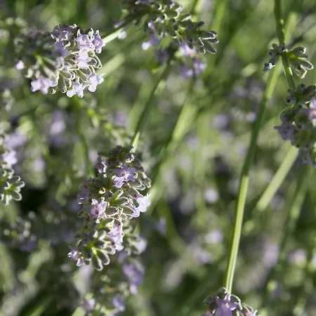 Turisticna Kmetija Stanfel *