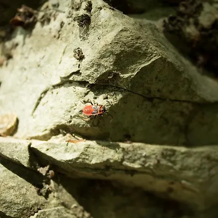 Turisticna Kmetija Stanfel Bivanje na kmetiji