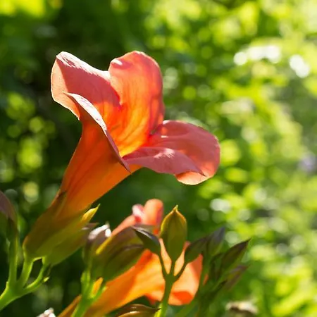 Turisticna Kmetija Stanfel Farm stay