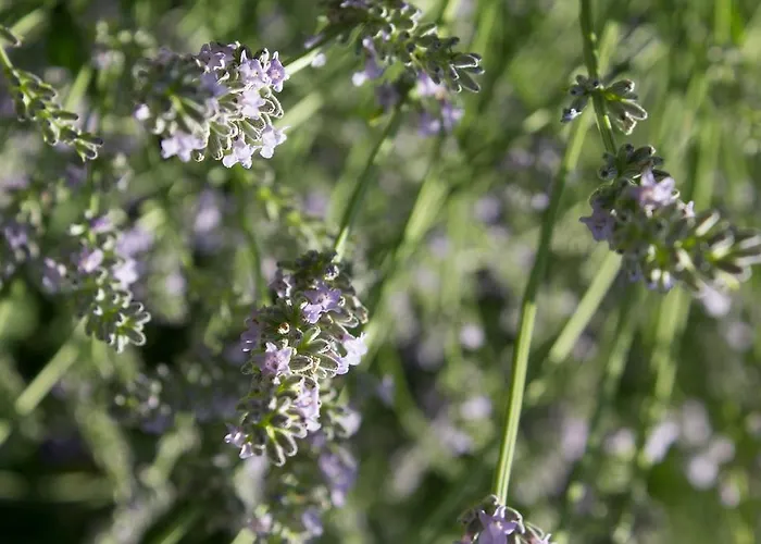 Turisticna Kmetija Stanfel *