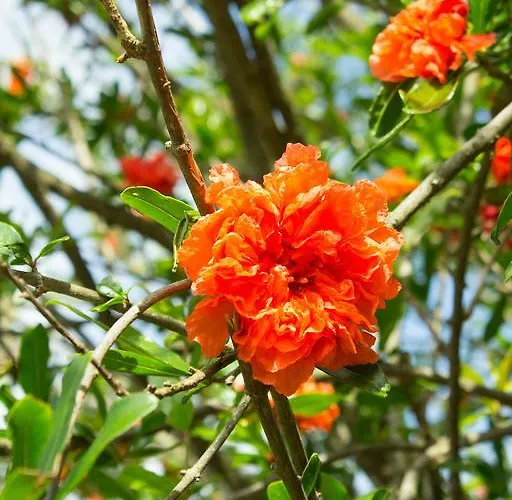 Turisticna Kmetija Stanfel * Podsabotin