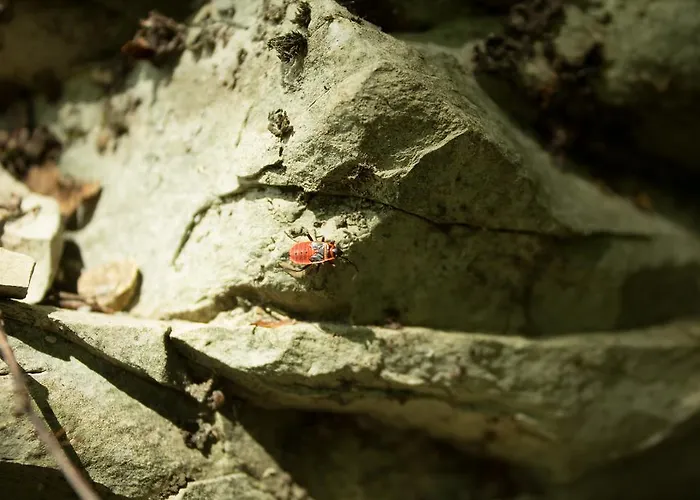 Turisticna Kmetija Stanfel Vakantieboerderij