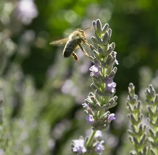 Turisticna Kmetija Stanfel Vakantieboerderij Podsabotin