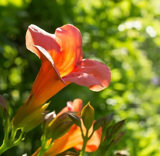 Turisticna Kmetija Stanfel Vakantieboerderij
